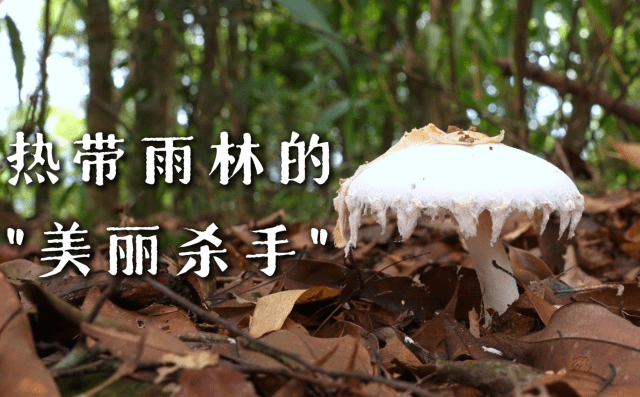海南熱帶雨林國家公園科普視頻系列 | 熱帶雨林的“美麗殺手”