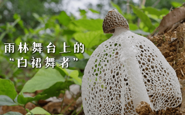 海南熱帶雨林國家公園科普視頻系列 | 雨林舞臺上的“白裙舞者”
