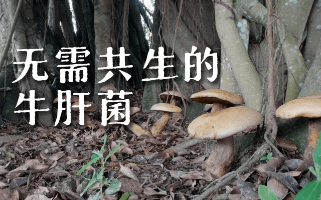 海南熱帶雨林國家公園科普視頻系列 | 無需共生的牛肝菌