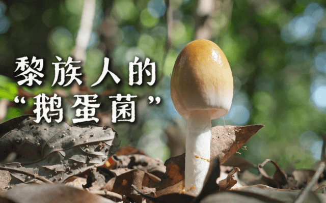 海南熱帶雨林國家公園科普視頻系列 |  黎族人的“鵝蛋菌”